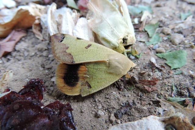 Pistacia moth